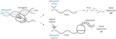 Optimized riboswitch-regulated AAV vector for VEGF-B gene therapy